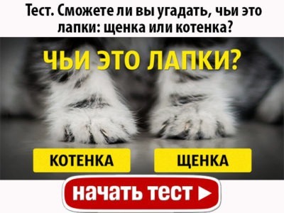 Сможете ли вы угадать, чьи это лапки: щенка или котенка?