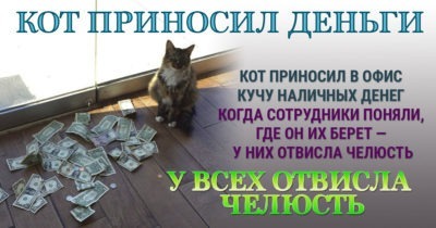 Сотрудники обнаружили, что кот приносит деньги! Но откуда? Все были в шоке.