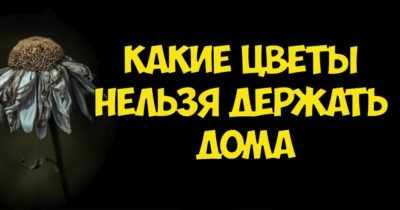 Какие цветы нельзя держать дома