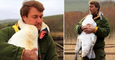 Мужчина спас дикого лебедя, и в качестве благодарности тот не перестает обнимать своего спасителя
