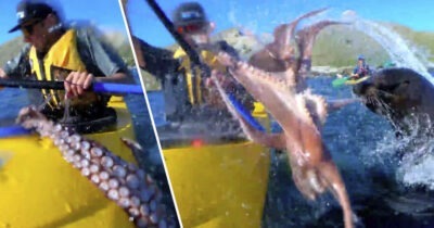 Осьминог атакует: 5 жутких нападений на человека