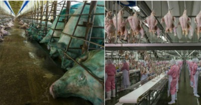 Вот что происходит на фабриках, где делают еду для больших магазинов