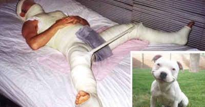 Мужчина попал в реанимацию после попытки изнасилования питбуля! Куда катится мир?