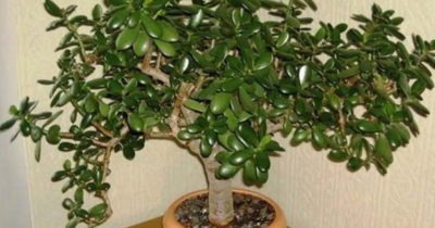 Очень многие выращивают у себя «Денежное Дерево». Так вот, знайте, что вы поливаете и выращиваете…