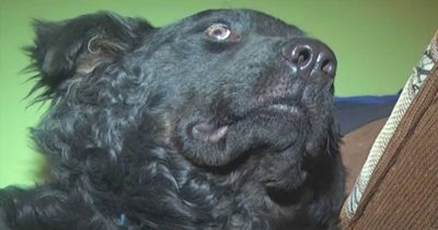 Собаку «усыпил» ветеринар… Утром собака, которую похоронили вчера, ждала людей у подъезда!😲😲😲