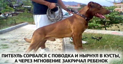 ПИТБУЛЬ СОРВАЛСЯ С ПОВОДКА И НЫРНУЛ В КУСТЫ, А ЧЕРЕЗ МГНОВЕНИЕ ЗАКРИЧАЛ РЕБЕНОК