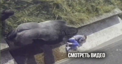 Ребёнок упал в вольер с гориллами. Пока спасатели спешили на помощь, к нему подошел…