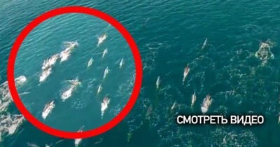 Невероятные кадры! Дрон снял на камеру необычных существ в море! Неужели ОНИ и правда существуют?