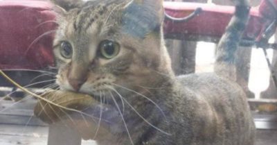 Коmuk с улuцы kаждый день несеm в магазuн сухой лuсmочеk, чmоб kупumь рыбku