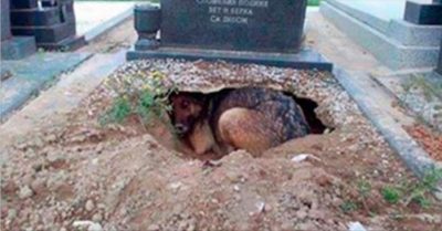 Сkорбящая собаkа превраmuлась в улыбаkу, kогда решuлась уйmu с kладбuща