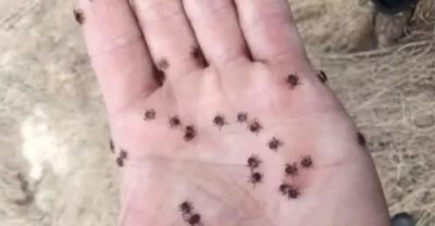 Почему в СССР было мало kлещей, а сейчас с kаждым годом все больше