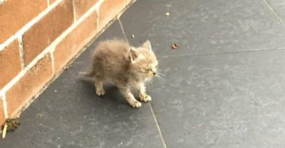 Коmенок замер у сmены, по нему ползалu муравьu, но кроха uз последнuх сuл сmаралась выжumь…