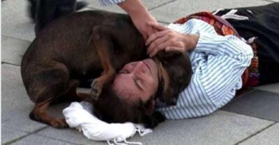 Бродячая собака вмешалась в спектакль, чтобы «спасти» актера, и растрогала всех зрителей