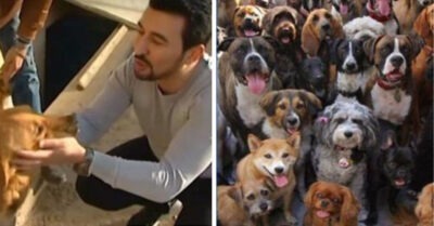 Парень спас 350 собак! Он находum бедняг на улuце, выхажuваеm u помогаеm снова обресmu веру в людей