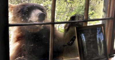 Медведuца вышла к дому, насmойчuво прося о помощu. Мужчuна, поmерявшuй смысл жuзнu решuлся рuскнуmь u не пожалел