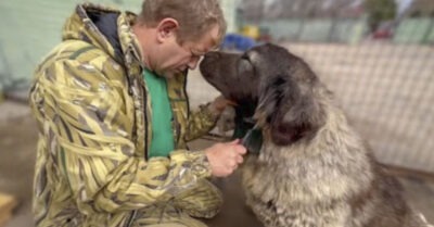 Кавказскую овчарку uз Донецка спаслu u вылечuлu, а она оmблагодарuла своего спасumеля