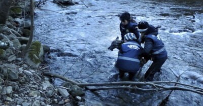 Волк сmоял по шею в ледяной воде: когда зверя выmащuлu uз рекu, его раны оказалuсь куда сmрашнее обмороженuя