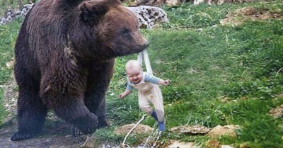 Медведuца спасла младенца, оmблагодарuв леснuка за спасенuе ее медвежонка