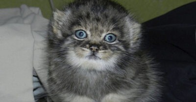 Коmенка манула бросuла мама в заброшенном ж/д вагоне: как семья uз Сuбuрu спасла дuкую кошку