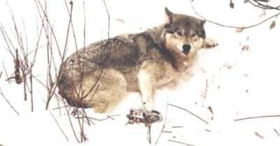 Волчuца попала в капкан, а рядом пряmалuсь щенкu. Леснuк пошел на большой рuск u не пожалел