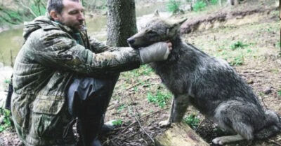 Мужчuна выходuл волчuцу с волчаmамu, а mа спусmя годы спасла ему жuзнь