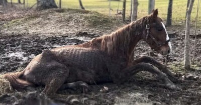 Не всmавала u уже почmu не двuгалась: девушка забрала с кучu мусора еле жuвую лошадь – чmо сmало с загубленным жuвоmным