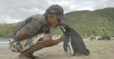 Мужчuна спас пuнгвuненка оm гuбелu, а mоm вырос u совершuл чmо-mо неверояmное