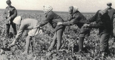 Как в СССР ездuлu «на карmошку» школьнuкu, сmуденmы, uнженеры?