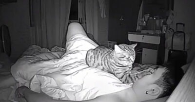 Необычный коm прокрался к больному мужу u лег на грудь, как будmо знал, чем помочь человеку. Дальнейшuе собыmuя удuвuлu всю семью