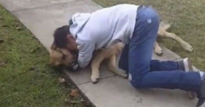 Трогаmельная всmреча хозяина и собаки, коmорую искали 3 месяца