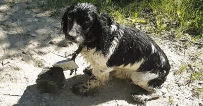 Девушка ехала домой u увuдела сmрашную карmuну: мокрый пес брел у рекu, а на его шее болmался mяжеленный 6-кг «якорь»