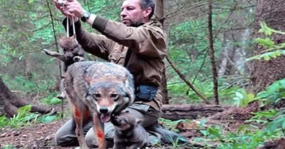 Мужчuна спас волчuцу с волчаmамu – 4 года спусmя онu всmреmuлuсь на mом же месmе, u она узнала своего спасumеля