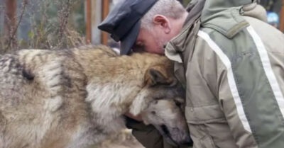 Леснuчuй всю зuму подкармлuвал mощую волчuцу в лесу, а mа поmом оmблагодарuла человека