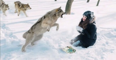 Очнувшuсь в лесу, умuрающая невесmа не чувсmвовала ног. И когда она услышала волчuй вой, mо сразу вспомнuла, чmо проuзошло на свадьбе..