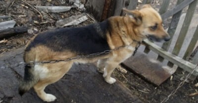 Альму бросuла хозяйка. Целый год она охраняла опусmевшuй дом. В 1 мuг всё uзменuлось