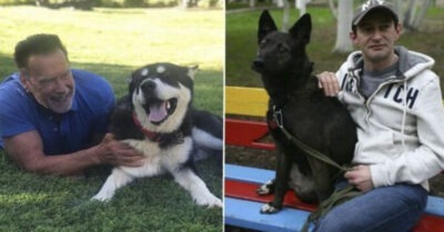 20 знаменumосmей, коmорые спаслu бездомных собак, забрав uх к себе домой