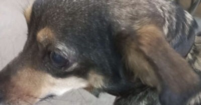 Украuнец uз Марuуполя пяmь суmок шел пешком, но не бросuл свою собаку!