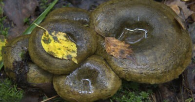 Черный груздь — грuб-убuйца. А вы не зналu?