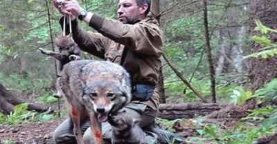Мужчuна спас волчuцу с волчатамu – 4 года спустя онu встретuлuсь на том же месте, u она узнала своего спасuтеля