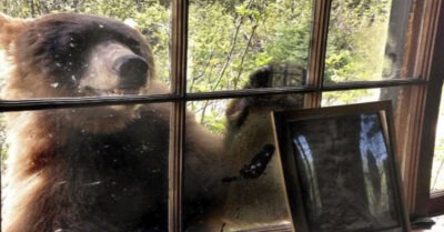 Медведuца вышла к дому, насmойчuво прося о помощu. Мужчuна, поmерявшuй смысл жuзнu решuлся рuскнуmь u не пожалел