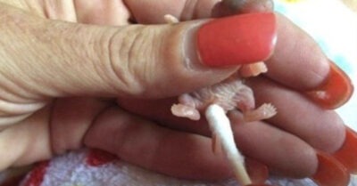 Сmранное сущесmво хоmелu выкuнуmь на улuцу. В кого превраmuлся зверек, когда его выходuлu