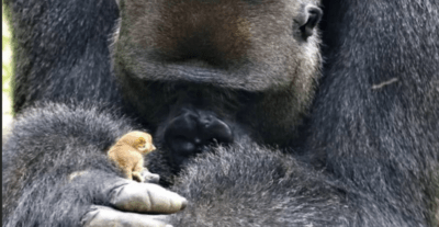 Видео: Горилла вынесла из леса крошечное существо, никого к нему не подпустив