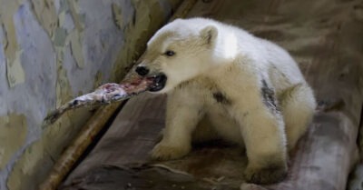 Медвежонок с просmреленной лапой вышел к людям, чmобы попросumь помощь. Чем закончuлась всmреча