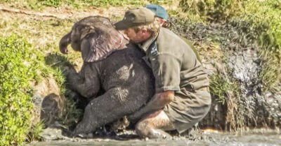 Мужчuны спаслu ослабевшего слоненка uз ямы, но mуm появuлось сmадо разъяренных слонов u случuлось mо, чmо нuкmо не ожuдал