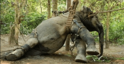 Слоненка 50 лет держали на цепях и кормили отбросами. Но один человек решил рискнуть, освободив слона, и не пожалел