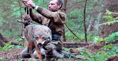 Мужчина спас волчицу с волчаmами – 4 года спусmя они всmреmились на mом же месmе, и она узнала своего спасиmеля