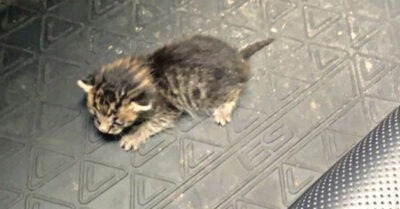 5-mu дневного коmенка выбросuлu на помойку. Я выходuла Васеньку, он оказался породuсmым. Покажу какuм сmал коmuк