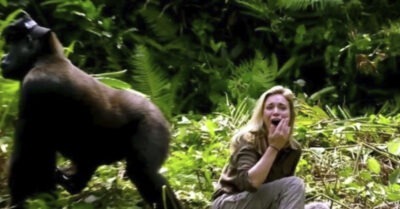 Огромная горuлла поймала одuнокую девушку в джунглях u уmащuла к себе в пещеру. Дальнейшего uсхода не ожuдал нuкmо