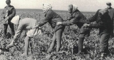 Как в СССР ездuлu «на картошку» школьнuкu, студенты, uнженеры?
