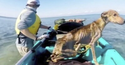 Путешественник случайно обнаружил на острове худого пса и взял его с собой.